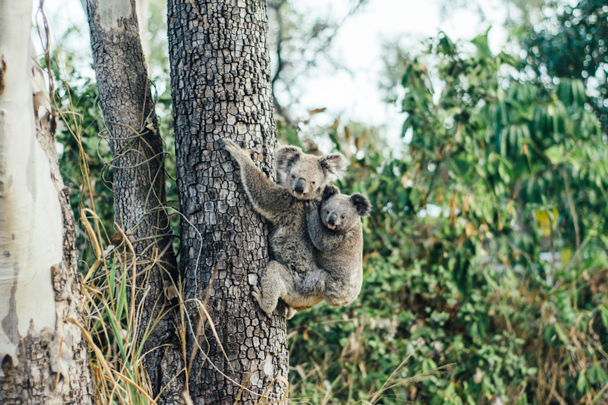 Koala in Australia tree. Smartraveller Travel with Jane