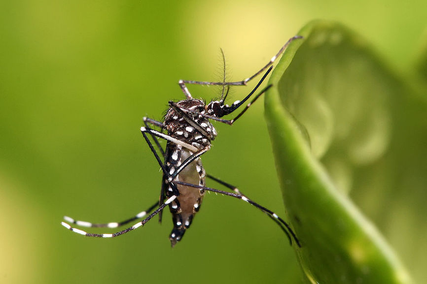 Aedes aegypti Mosquito - Travel-With-Jane Zika Fever Pregnant